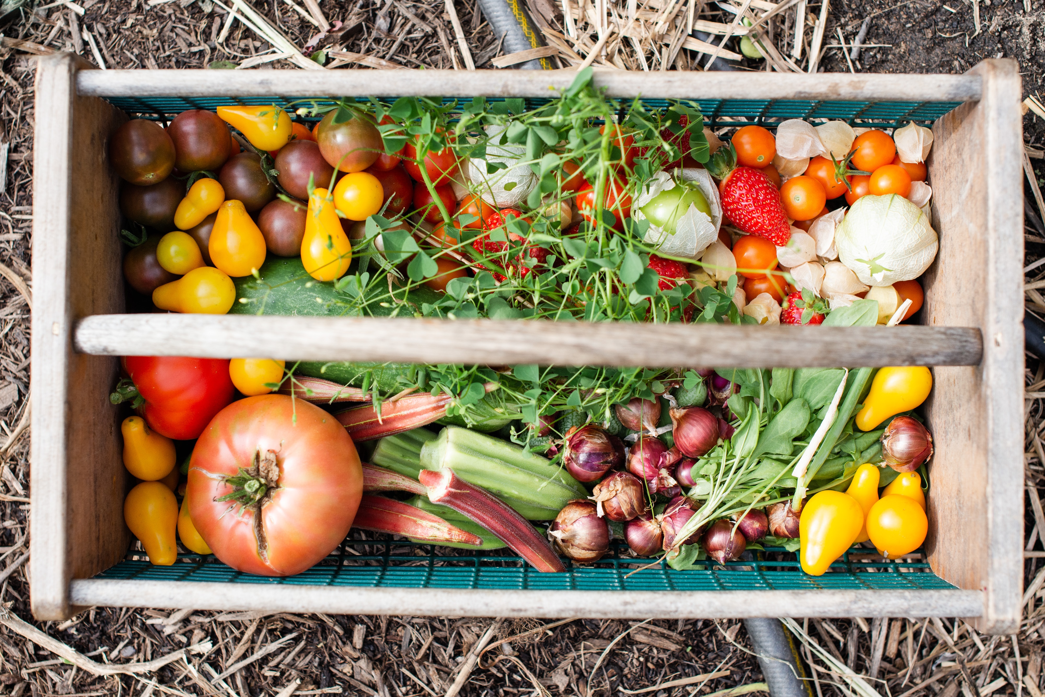 Vegetable Farm